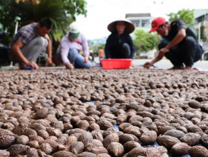 Nghề lạ ở Việt Nam: Rủ nhau vào rừng nhặt "lộc trời" là đặc sản được dân thành phố săn lùng, người dân thu tiền rủng rỉnh