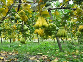 Nông dân đổi đời nhờ loại quả lạ được săn đón ngày Tết: Tới mùa là cháy hàng, giá đến 500.000 đồng/kg