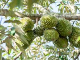 Loại quả đắt nhất thế giới, Việt Nam trồng thành công thu hoạch nhiều năm, là đặc sản nổi tiếng giá 300.000 đồng/kg