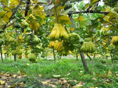 Nông dân đổi đời nhờ loại quả lạ được săn đón ngày Tết: Tới mùa là cháy hàng, giá đến 500.000 đồng/kg