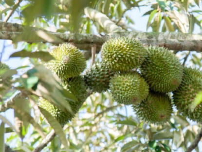 Loại quả đắt nhất thế giới, Việt Nam trồng thành công thu hoạch nhiều năm, là đặc sản nổi tiếng giá 300.000 đồng/kg