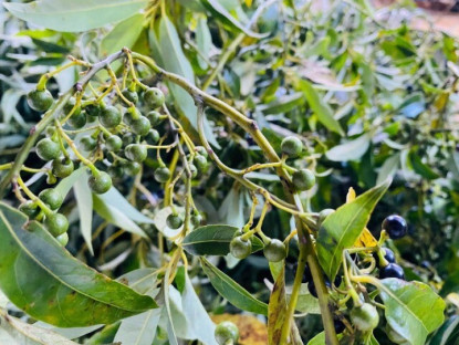 Loại quả mọc dại ở bìa rừng Quảng Ngãi về phố thành đặc sản nức tiếng, bán "đắt như tôm tươi", giá 300.000 đồng/kg