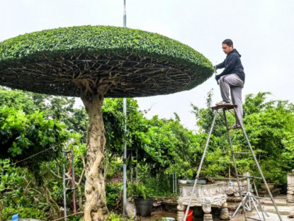 Nghề lạ ở Việt Nam: Người dân vui mừng khi chẳng cần vốn đầu tư, đi cắt lá là kiếm tiền triệu mỗi ngày dịp trước Tết