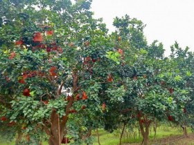 Loại quả xưa không ai ngó ngàng, nay thành đặc sản được dân thành phố ưa chuộng dịp Tết 2026, 400.000 đồng/quả