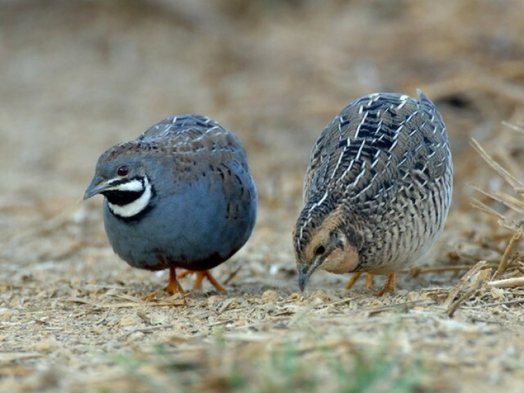 Loài chim bé tí, kích cỡ chỉ hơn nắm tay nhưng đẻ trứng nhiều hơn cả gà vịt, giúp nông dân vươn lên làm giàu
