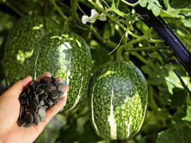 Loại quả leo bờ rào xưa không ai biết, nay thành đặc sản khoái khẩu được ưa chuộng dịp Tết, 260.000 đồng/kg