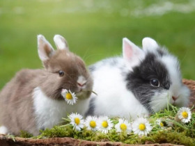 6 loài thú cưng sạch sẽ nhất khi nuôi: Có con vật còn tự dọn vệ sinh một cách thuần thục