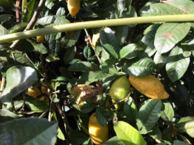 Loại quả mọc dại xưa không ai biết đến, nay thành đặc sản có hương vị lạ được ưa chuộng dịp Tết 2026, 300.000 đồng/kg