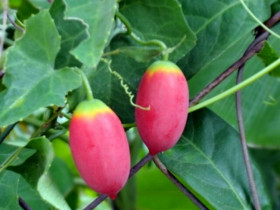 Cây dại mọc bờ bụi tưởng không ăn được, nay thành đặc sản nổi tiếng có hương vị lạ, ít người được thưởng thức