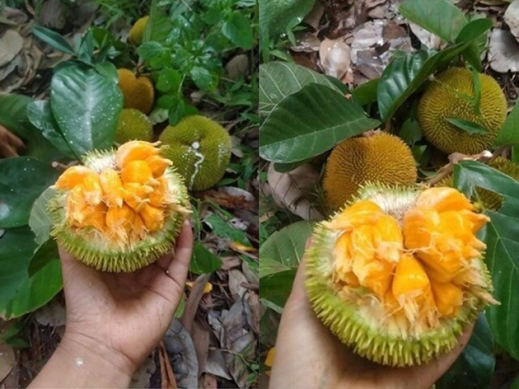 Loại quả xưa chín rụng không ai ngó ngàng, giờ thành đặc sản nổi tiếng ở thành phố, vị chua ngọt hấp dẫn