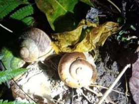 "Lộc trời" xuất hiện khi trời mưa, xưa không ai ngó ngàng nay thành đặc sản nổi tiếng, dân bắt về bán 150.000 đồng/kg