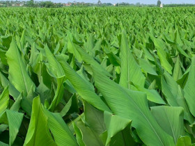 Loại củ dân dã xưa vứt trong xó bếp nay đổi đời thành "dược liệu", trồng bạt ngàn ở Việt Nam giúp nông dân làm giàu