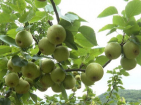 Loại quả “tốt nhất thế giới” chỉ có ở Tuyên Quang, trồng một lần thu hoạch nhiều năm, thành đặc sản nổi tiếng 70.000 đồng/kg