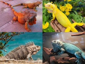 7 màu sắc rồng Nam Mỹ đẹp nhất thế giới khiến giới trẻ mê đắm, nhìn là muốn nuôi liền một bé