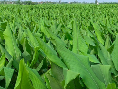 Loại củ dân dã xưa vứt trong xó bếp nay đổi đời thành "dược liệu", trồng bạt ngàn ở Việt Nam giúp nông dân làm giàu