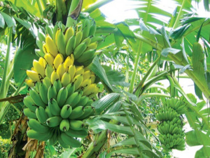 4 loại quả được Đại học Harvard xếp hạng “tốt nhất thế giới”, là bí quyết trường thọ, ở chợ Việt bán rất nhiều