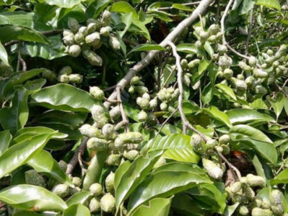 Loại hạt xưa rụng đầy gốc không ai ăn, nay thành đặc sản được ưa chuộng, trồng bạt ngàn ở Việt Nam thu hoạch nhiều năm