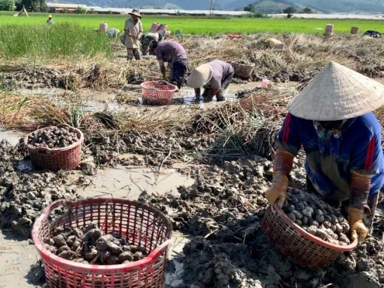 "Lộc trời" mọc dưới bùn xưa chẳng ai ăn, nay thành đặc sản dân thành phố lùng mua, giá đến 80.000 đồng/kg
