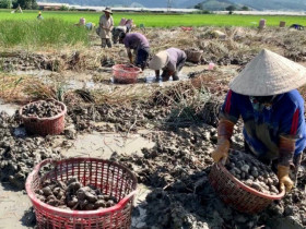 "Lộc trời" mọc dưới bùn xưa chẳng ai ăn, nay thành đặc sản dân thành phố lùng mua, giá đến 80.000 đồng/kg