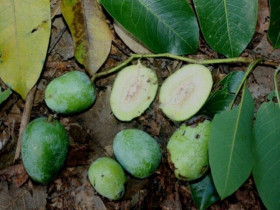 Loại hạt xưa rụng đầy gốc không ai ăn, giờ thành đặc sản được ưa chuộng, 150.000 đồng/kg "cháy hàng" dịp Tết