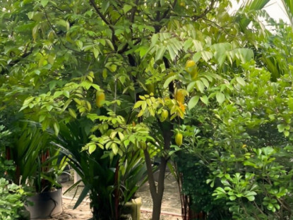 Loại quả chợ Việt bán 15.000 đồng/kg xưa cho chim ăn giờ được săn lùng, bà bầu ăn lợi con không béo mẹ