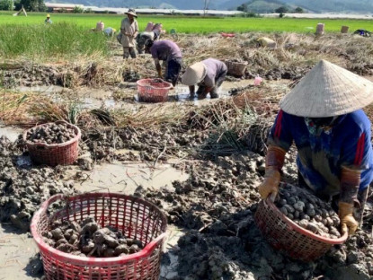 "Lộc trời" mọc dưới bùn xưa chẳng ai ăn, nay thành đặc sản dân thành phố lùng mua, giá đến 80.000 đồng/kg