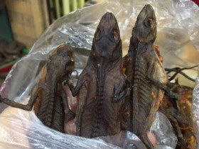 “Lộc trời” ở núi Bà Đen bò ra từ trong hang đá, dân bắt về phơi khô thành đặc sản, giá 1,5 triệu đồng/kg vẫn khó mua