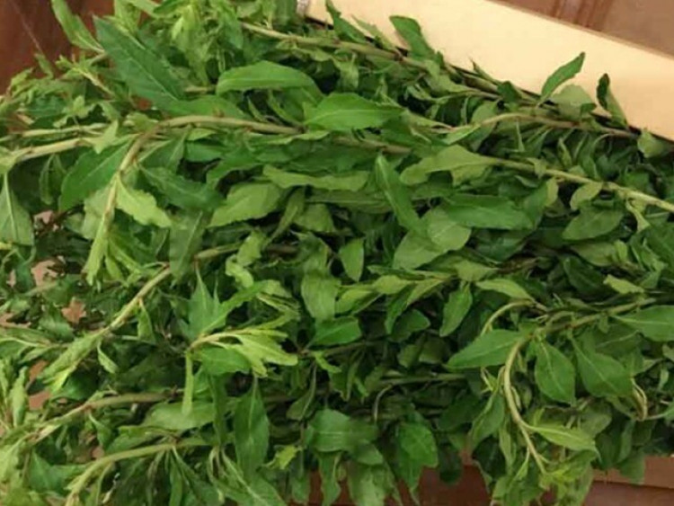 Cây trước làm hàng rào không ai nghĩ ăn được, nay là đặc sản lạ được ưa chuộng, giá 75.000 đồng/kg