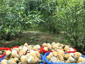 Loài cây “trăm đốt” sống trên đất cằn cỗi, trồng một lần thu hoạch 10 năm giúp người nông dân đổi đời