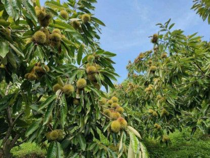 Loại hạt xưa rụng đầy gốc, nay thành đặc sản được ưa chuộng giá 100.000 đ/kg, trồng bạt ngàn ở Việt Nam thu hoạch nhiều năm