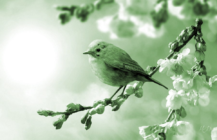 Tiếng mùa xuân - 1