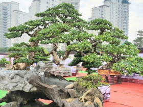 4 loại cây mọc hàng rào "lên chậu" thành bonsai đẹp lạ, mang lại tài lộc và cơ hội thăng tiến