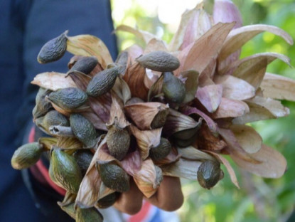 Loại hạt xưa rụng đầy gốc không ai ăn, giờ thành đặc sản giá 300.000 đồng/kg, có bạt ngàn ở Việt Nam thu hoạch nhiều năm