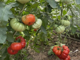 Loại quả “tốt nhất thế giới” chỉ có ở Sơn La, trồng 3 tháng cho thu hoạch, thành đặc sản nổi tiếng 80.000 đồng/kg