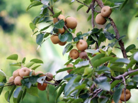 Loại quả “tốt nhất thế giới” chỉ có ở Lai Châu, thành đặc sản hút khách giá 40.000 đ/kg, trồng một lần thu hoạch nhiều năm