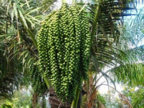 Loại hạt xưa rụng đầy gốc nay thành đặc sản lạ giá 150.000 đ/kg, trồng bạt ngàn ở Việt Nam, tốt cho sức khoẻ