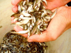 Loại cá có tên độc lạ, xưa dành cho người nghèo, giờ thành đặc sản được người thành phố "săn lùng", 400.000 đồng/kg