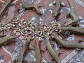 Thứ nhìn rất ghê, xưa không ai dám ăn, giờ thành đặc sản được ưa chuộng đến lạ, 300.000 đồng/kg