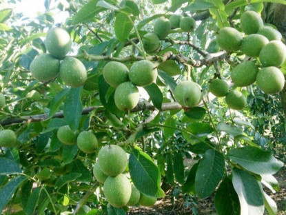 Loại quả "tốt nhất thế giới" chỉ có ở Lào Cai, trồng một lần thu hoạch nhiều năm, thành đặc sản 200.000 đồng/kg