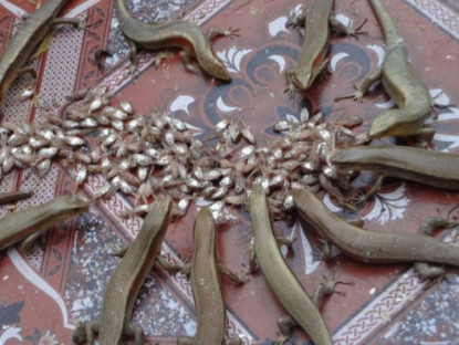 Thứ nhìn rất ghê, xưa không ai dám ăn, giờ thành đặc sản được ưa chuộng đến lạ, 300.000 đồng/kg