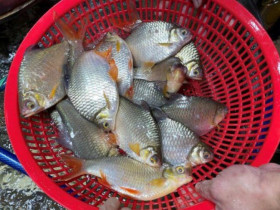 Loại cá có cái tên độc lạ, xưa đầy không ai biết, giờ trở thành đặc sản quý hiếm, giá 180.000 đồng/kg