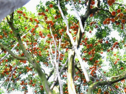 Loại quả “tốt nhất thế giới” chỉ có ở Đồng Tháp, thành đặc sản hút khách dịp Tết, trồng một lần thu hoạch nhiều năm