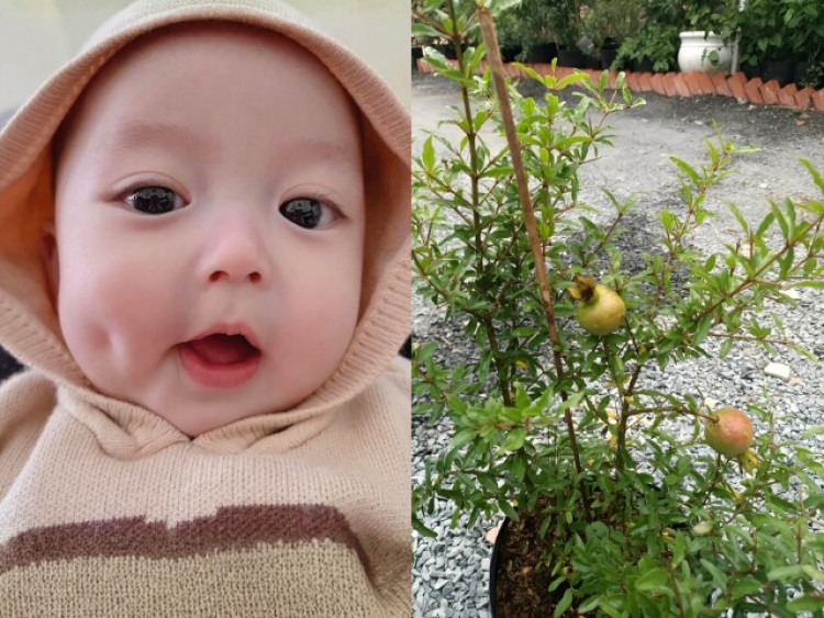 Loại quả "tốt nhất thế giới" người Việt trồng trước cửa hút lộc, dân gian mách bà bầu nên ăn để đẻ con đẹp cực phẩm