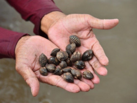 Nông dân đổi đời nhờ nuôi con tối ngày ngụp lặn dưới bùn, không phải cho ăn, tới mùa thu hoạch là "hốt bạc"