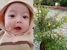 Loại quả "tốt nhất thế giới" người Việt trồng trước cửa hút lộc, dân gian mách bà bầu nên ăn để đẻ con đẹp cực phẩm