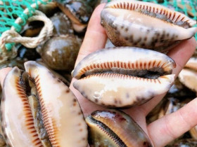 Đặc sản nghe tên "ngượng đỏ mặt" chỉ có ở miền Trung, xưa không ai ăn nay thành món khoái khẩu được ưa chuộng, 150.000 đồng/kg