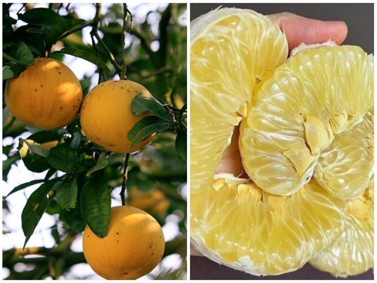 Cách chọn bưởi Diễn ngon ngọt sắc, chuẩn không chỉnh để dành ăn Tết Bính Ngọ