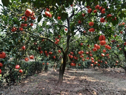 Loại quả "tốt nhất thế giới" chỉ có ở Thanh Hoá, trồng một lần thu hoạch nhiều năm, thành đặc sản được ưa chuộng dịp Tết