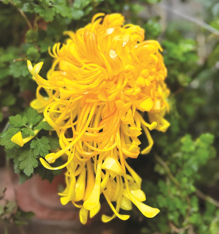 Giữ lại cho Hà Nội một thú chơi tao nhã - 3