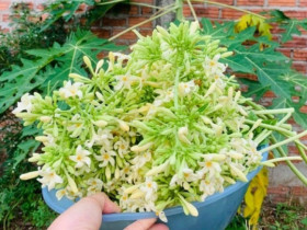 Thứ xưa rụng đầy gốc, có vị đắng nay thành đặc sản được ưa chuộng, làm đủ món ngon